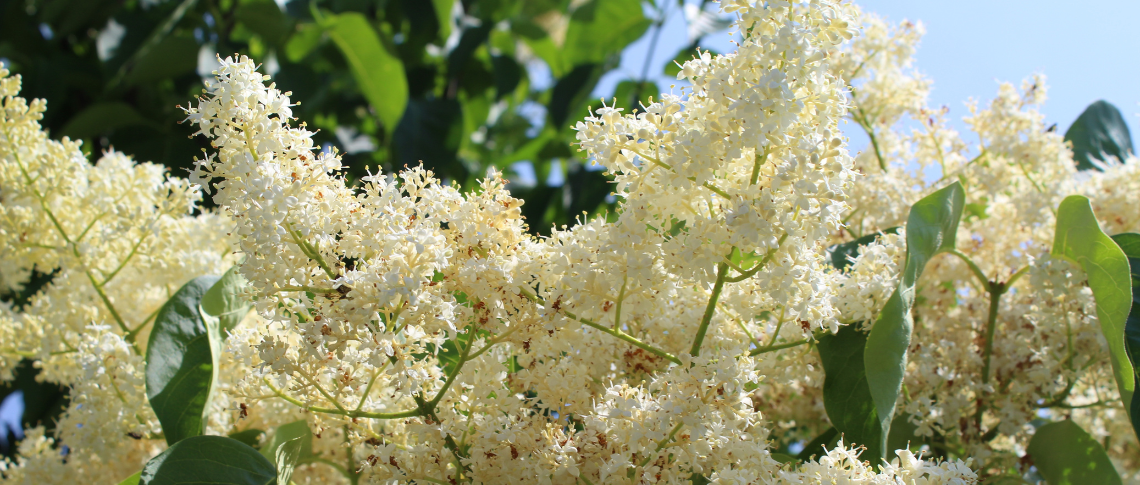 Tree lilac in bloom.