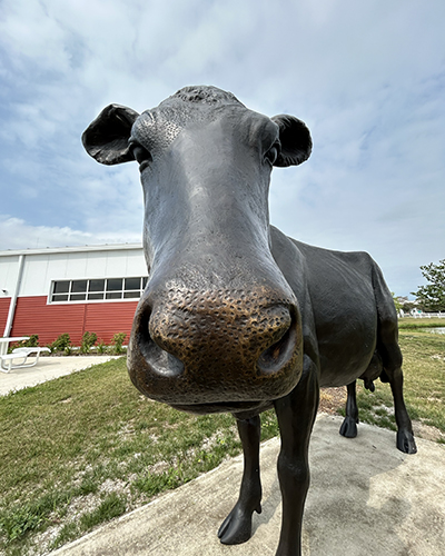 the bronze statue showing brighter on the muzzle from greeting guests