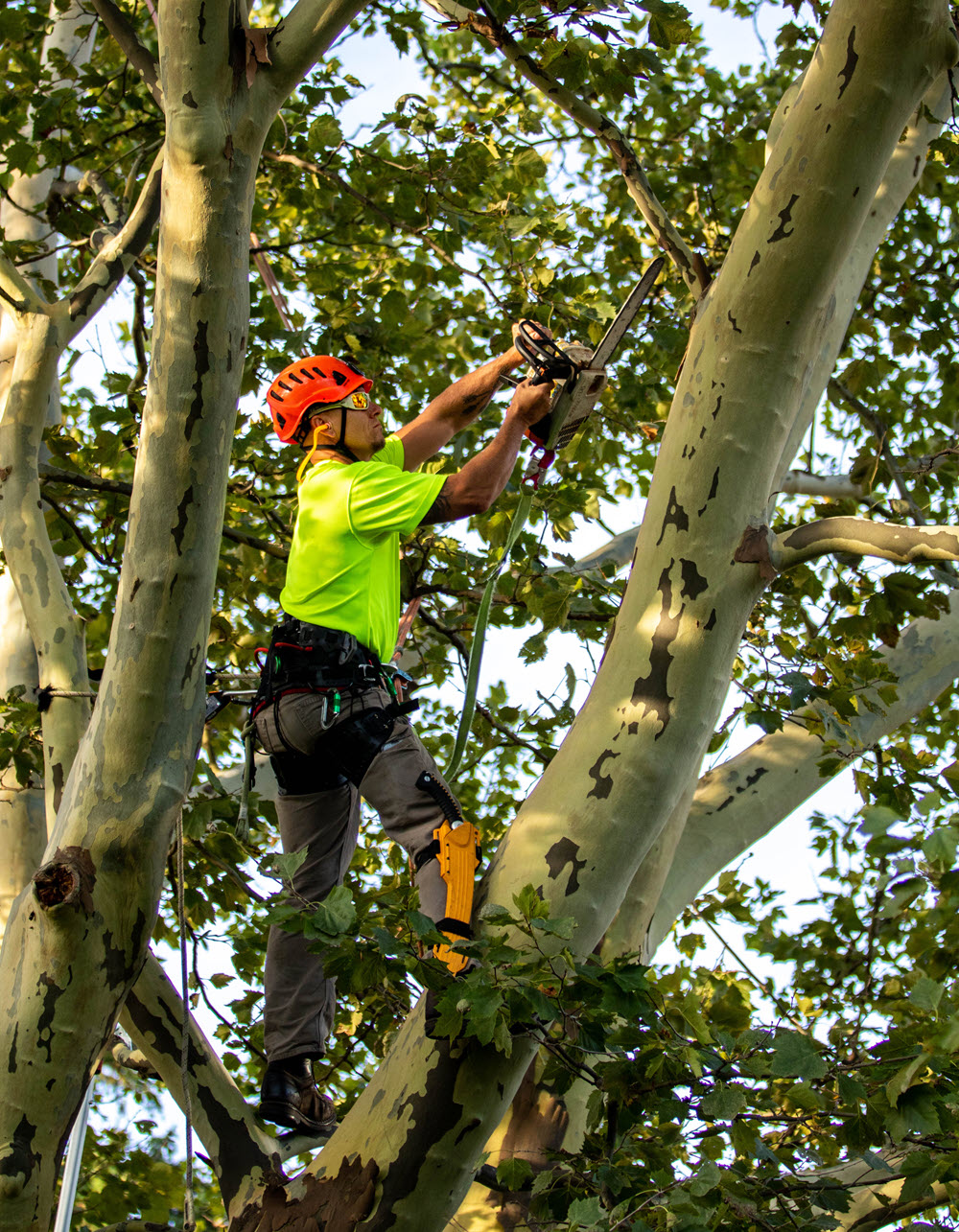 IPF arborist pruning tree with chain saw