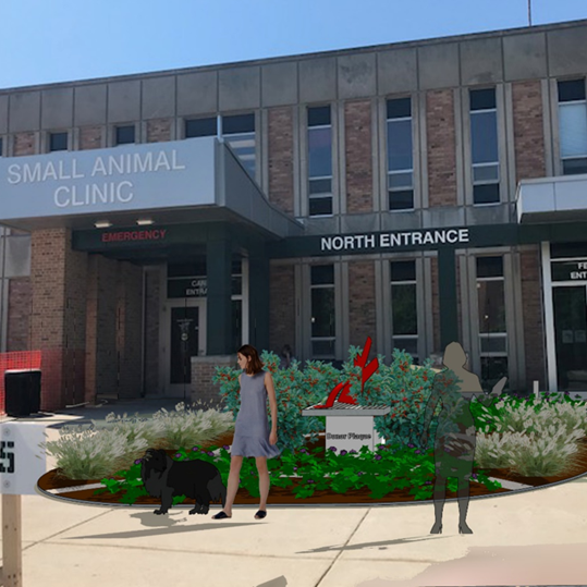 Architects rendering of new landscaping at Vet Med north entrance