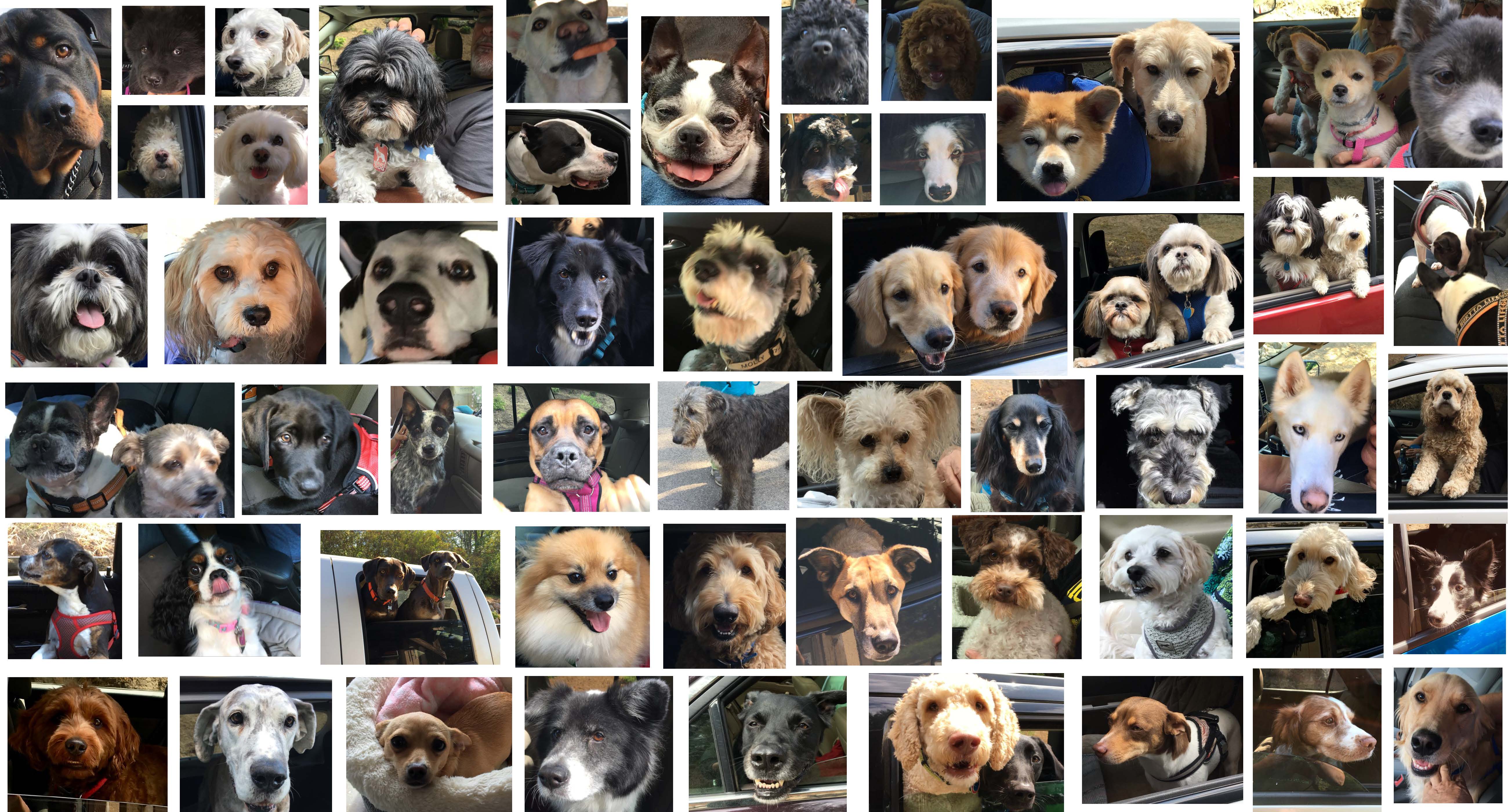 Collage of dogs