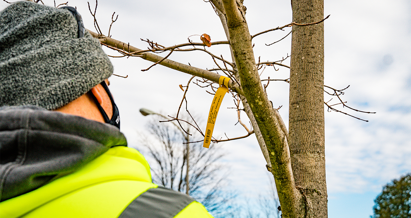 IPF Landscape Services employee reads the tag of the new tree and documents it as being planted