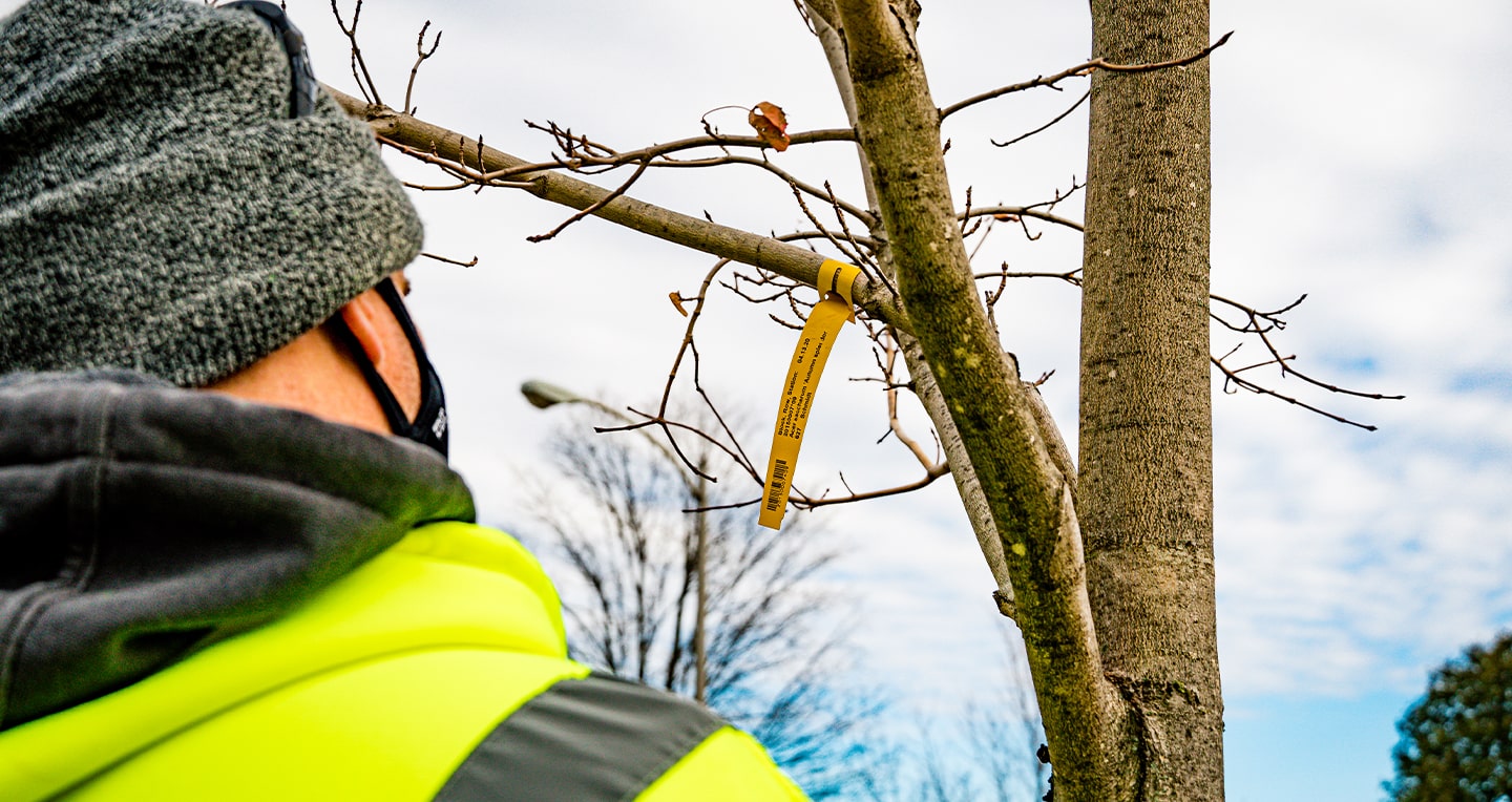 Nathen Oswald of Lanscape Services records tree tag from branch