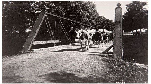 Previous Farm Lane bridge with cows crossing