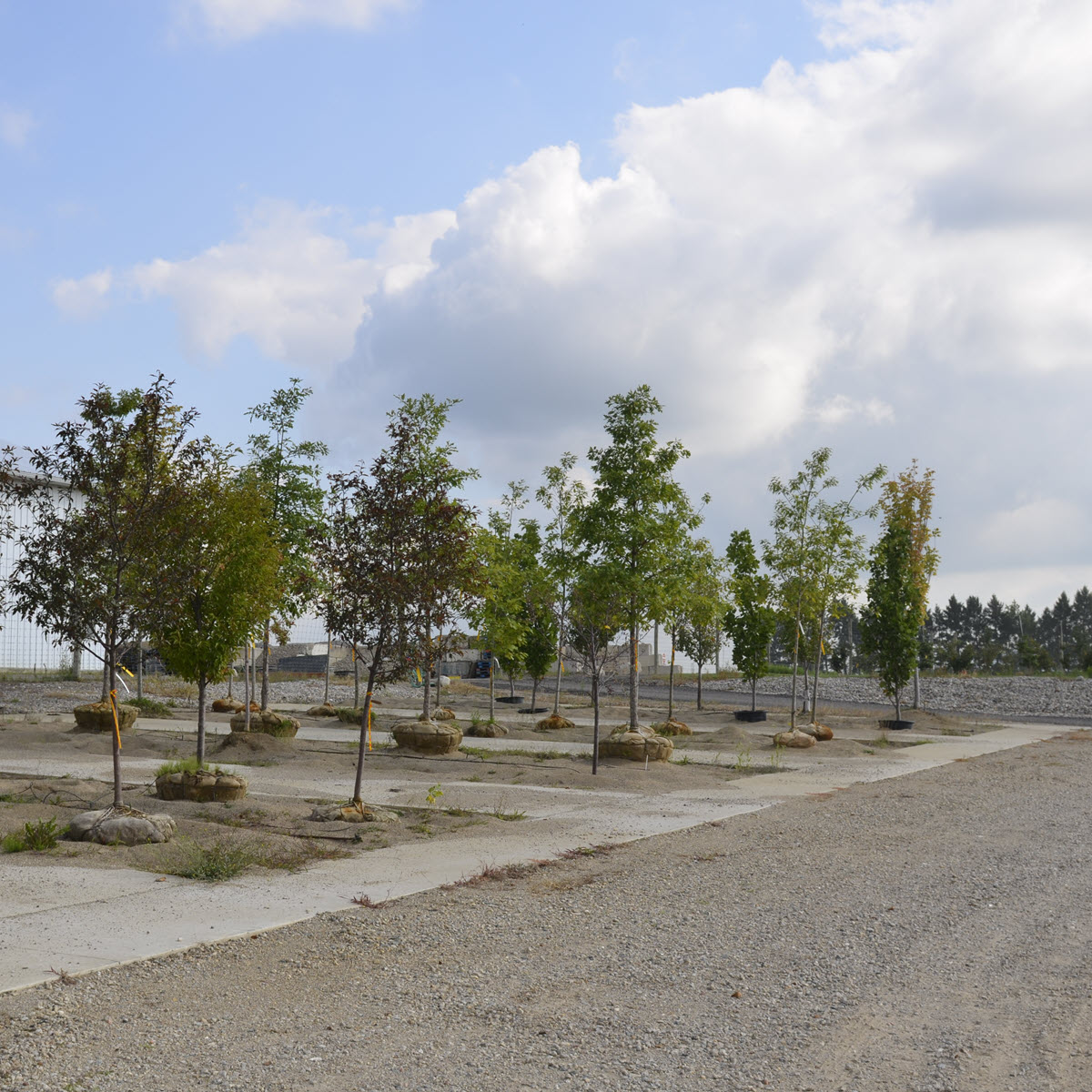 Tree saplings growing at Beaumont Nursery