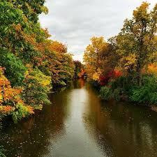red cedar river with leaves