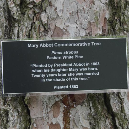 Photo of commemorative tree plaque on tree near Cowles House