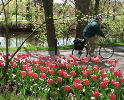 Person bicycling on MSU's campus along side blooming tulips