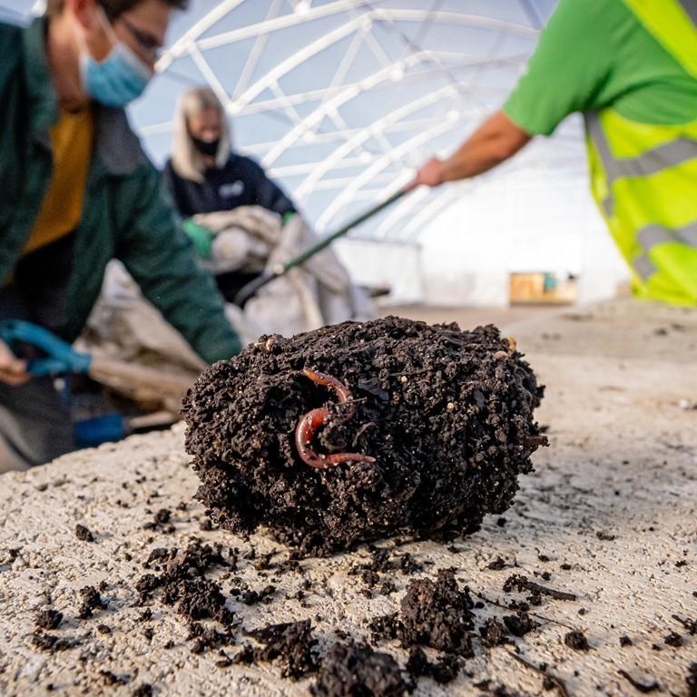 A clump of soil with a worm attached, photographed at the new SSRC vermicomposting hoophouse