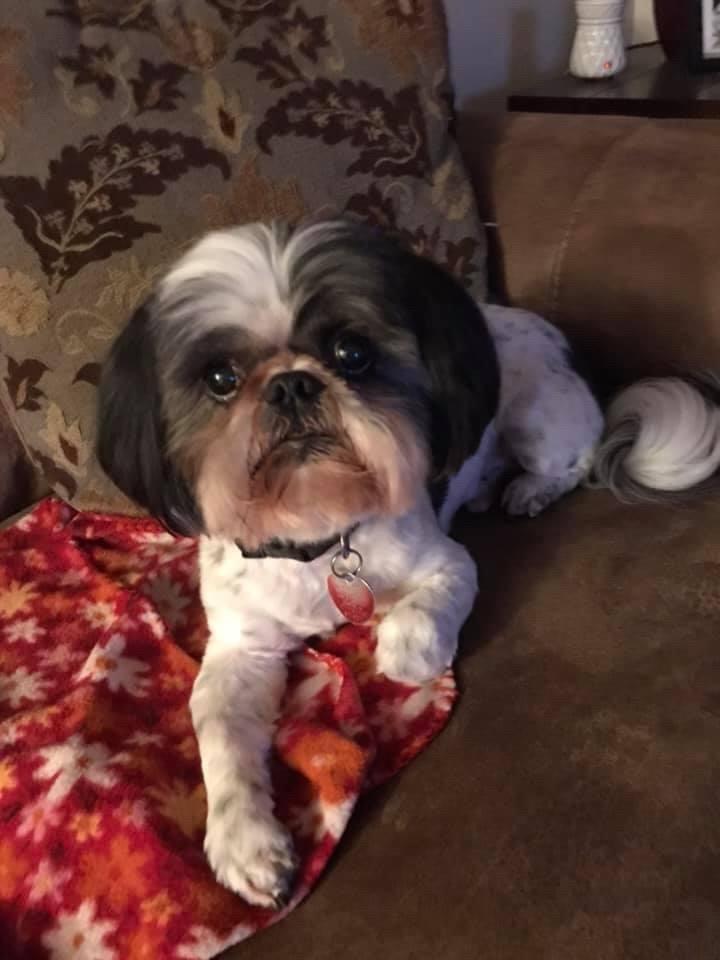 A grey and white shih tzu dog lays on a couch and looks at the camera
