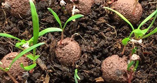 Seed balls with leaves sprouting.