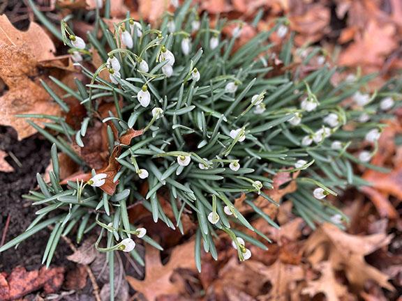 Snowdrops beginning to bloom.