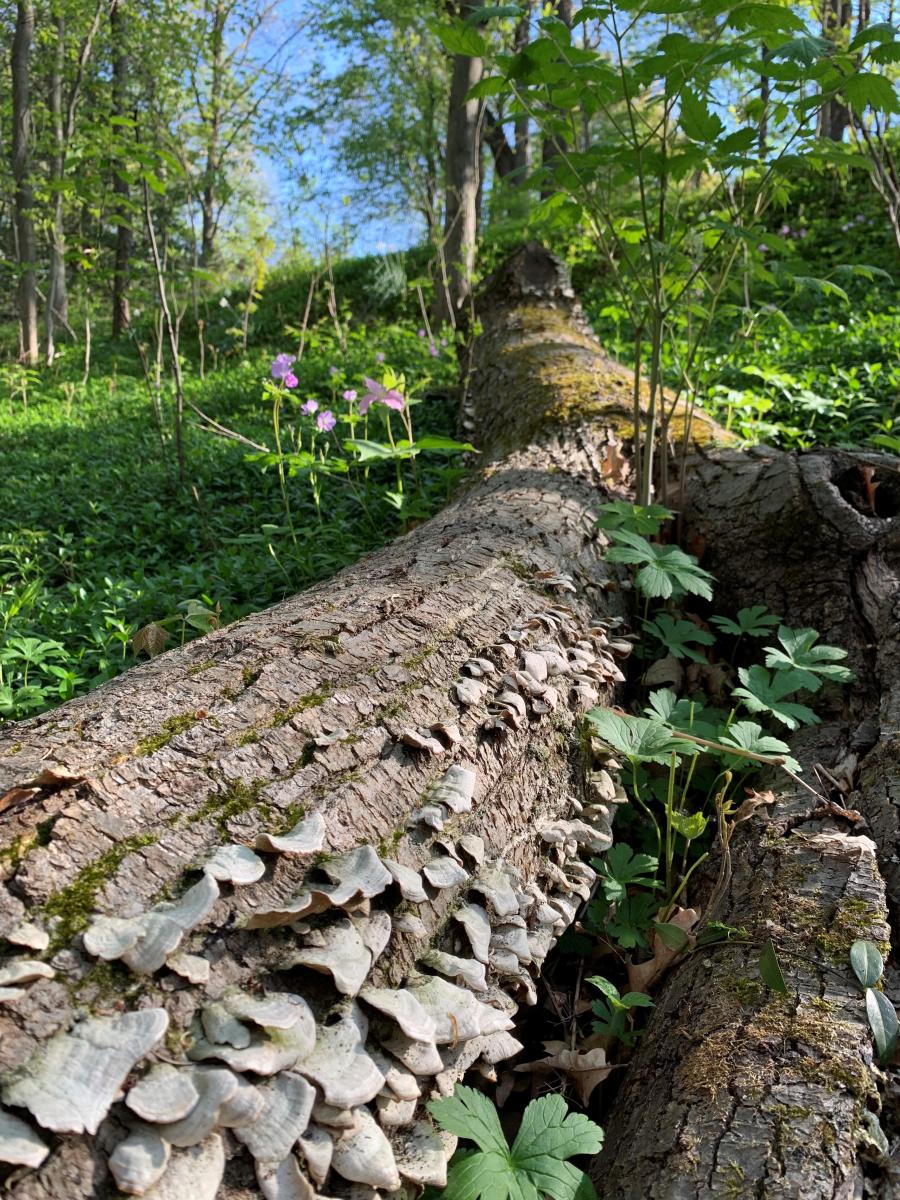 Perspective view of log on forest floor in spring.