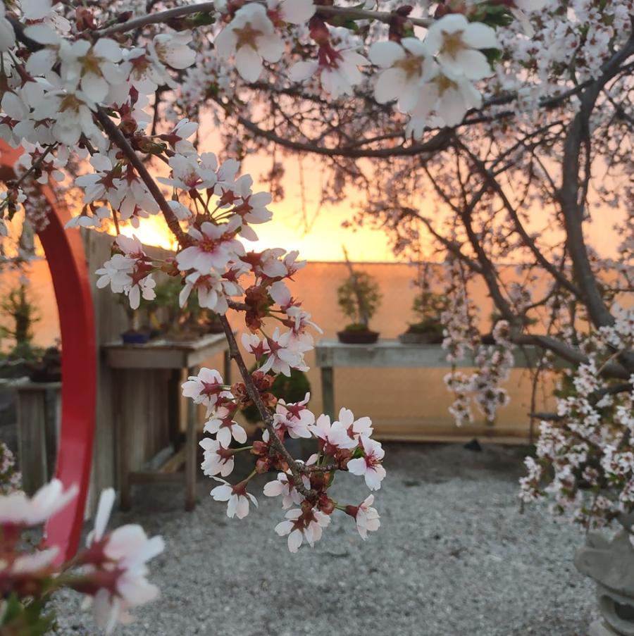 The Art of Bonsai Infrastructure Planning and Facilities