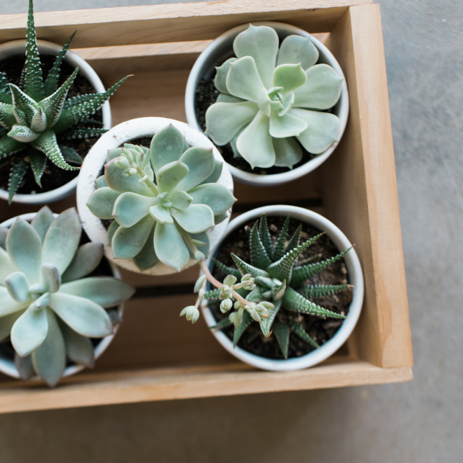 Crate of potted succulents.