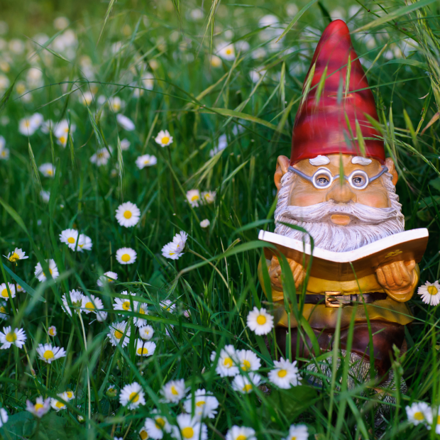 Gnome statue with a book sitting in a field of daisies.