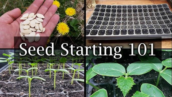 Seed Starting 101