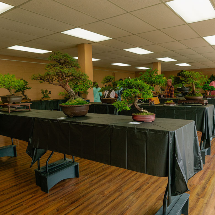 Bonsai exhibition.