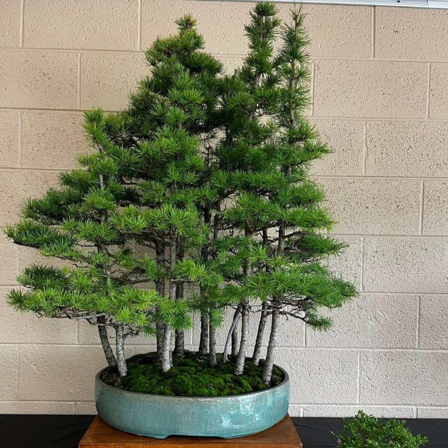 Tamarack forest bonsai.