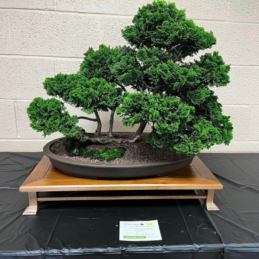 Hinoki Cypress bonsai..