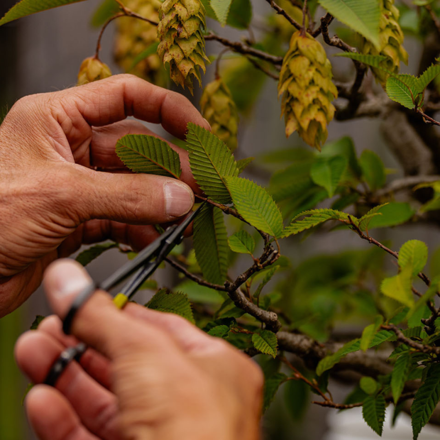 Hands pruning a bonsai tree.