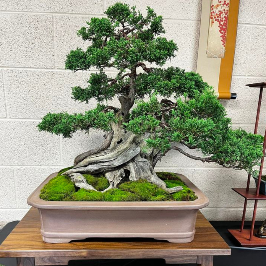 Shimpaku Juniper bonsai.