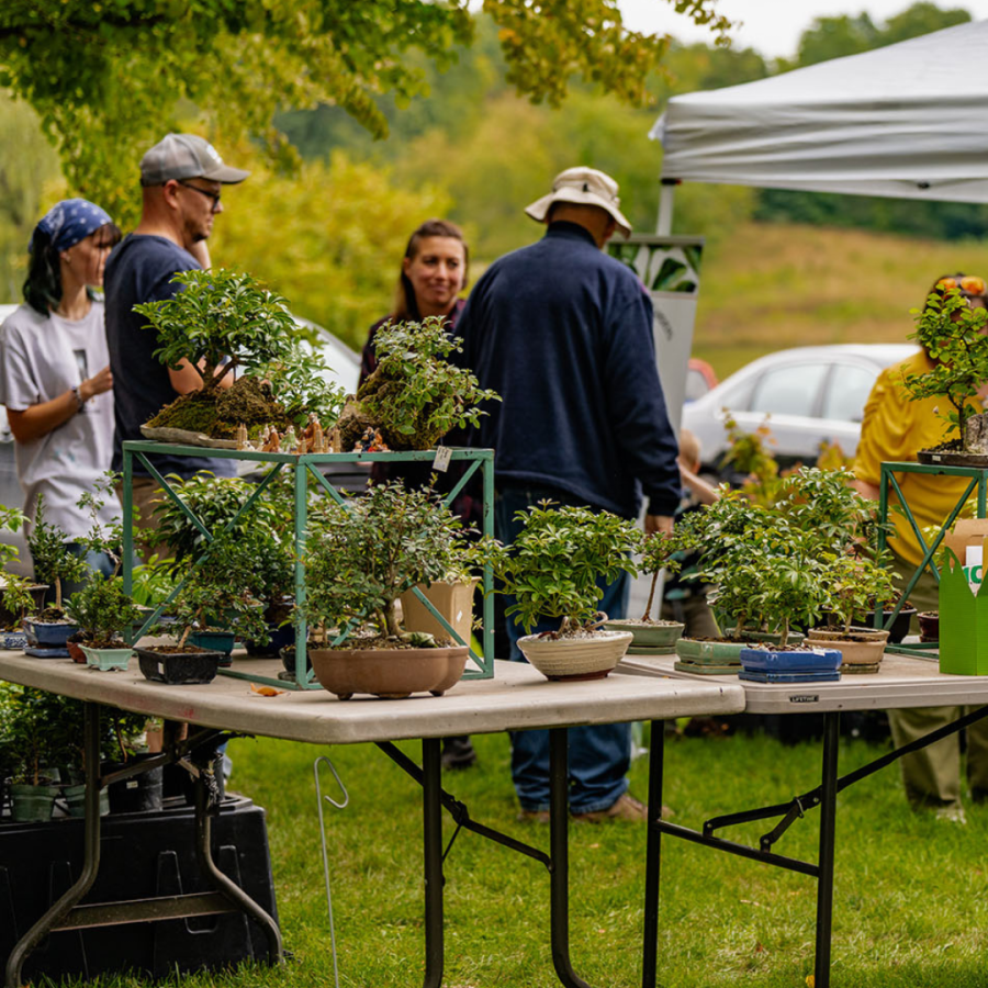 Bonsai for sale.