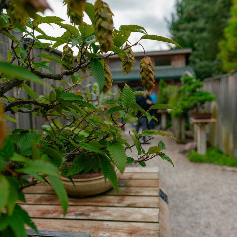 The Bonsai Courtyard at Hidden Lake Gardens.