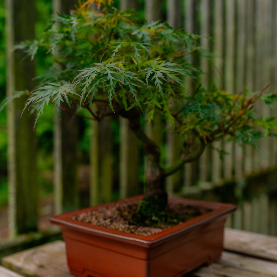 Japanese Maple Bonsai Tree.