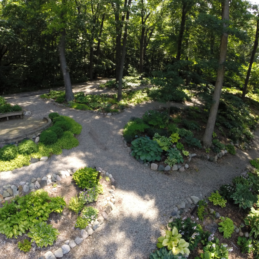 Hosta Hillside garden.