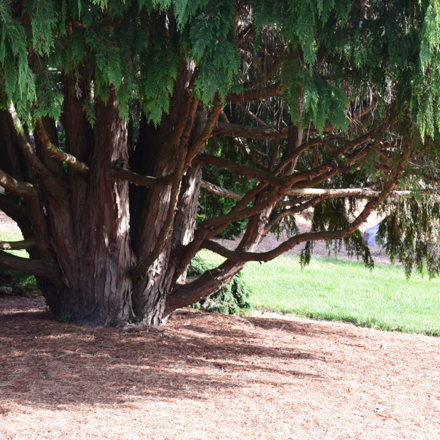 Conifer in collection.