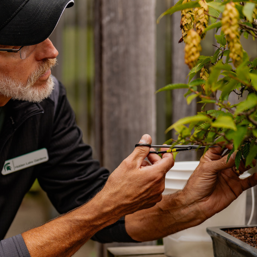 Staff pruning a bonsai tree.