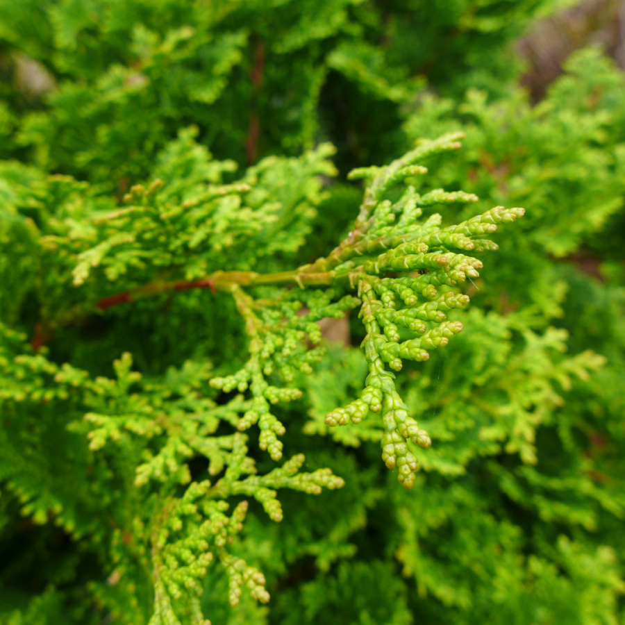 Arborvitae leaves.