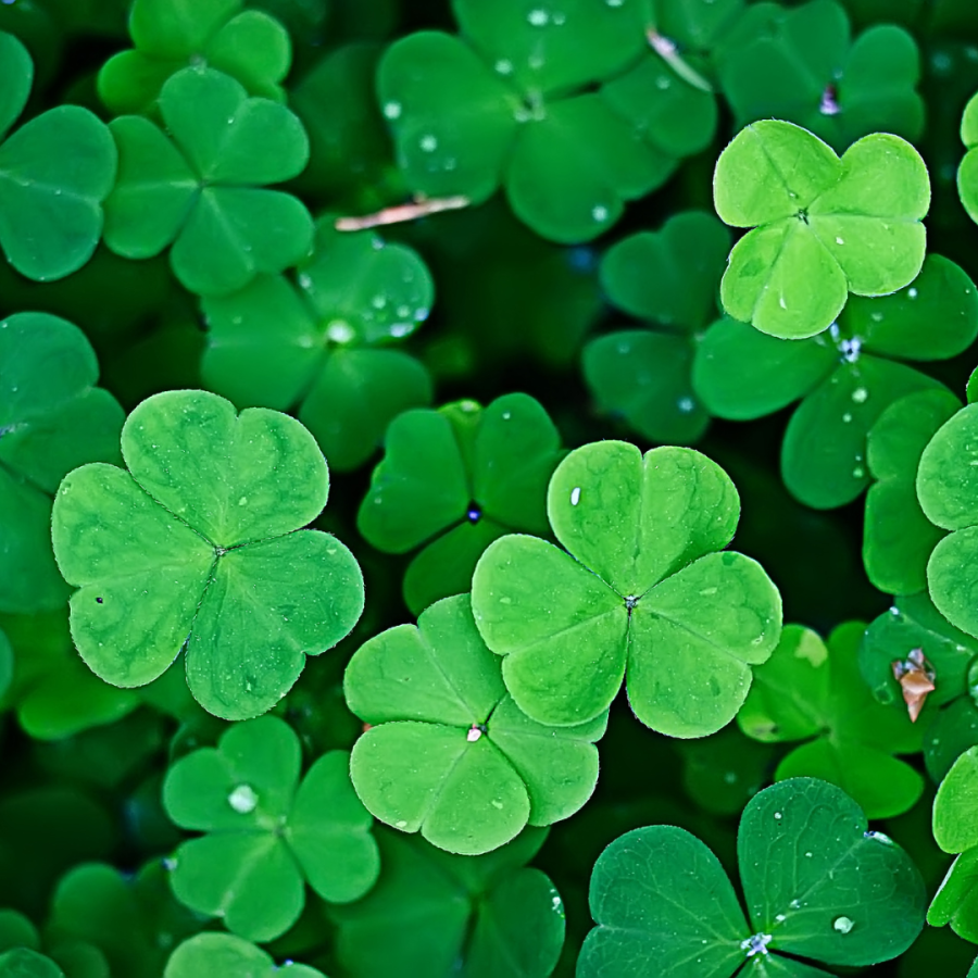 Shamrock plants.