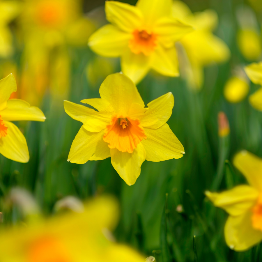 Daffodils