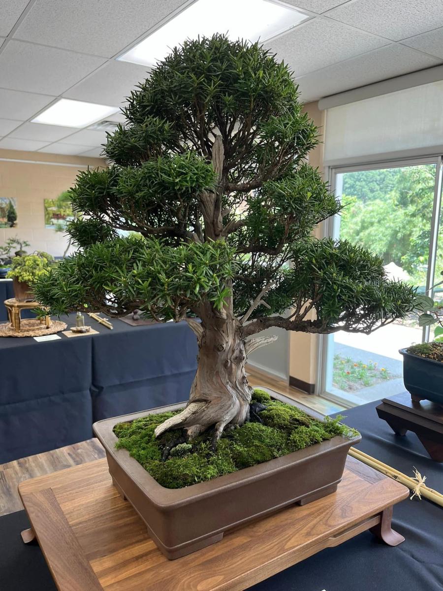 Upright Yew bonsai.
