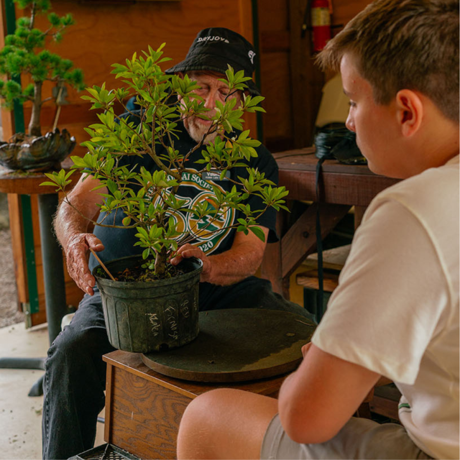 Training a new bonsai.