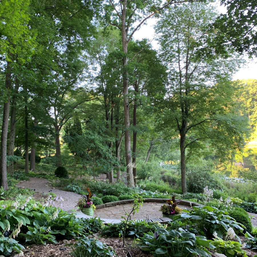 The Hosta Hillside at Hidden Lake Gardens.