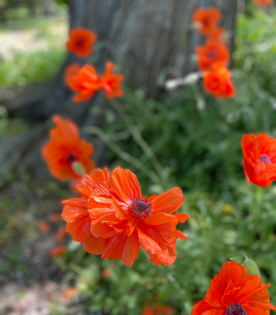Flowers at HLG.