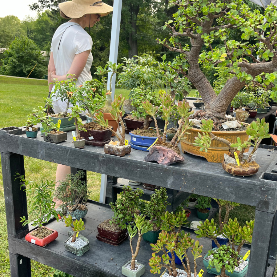 Bonsai for sale.