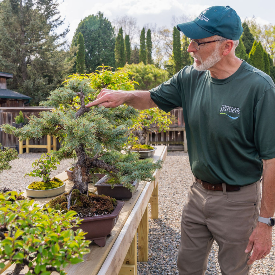 Staff working with bonsai trees.