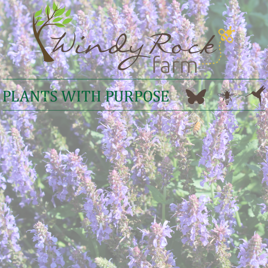 Windy Rock Farm & Nursery logo with blooms behind.