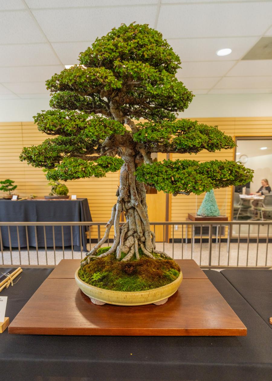 1st place Chinese Elm bonsai tree.