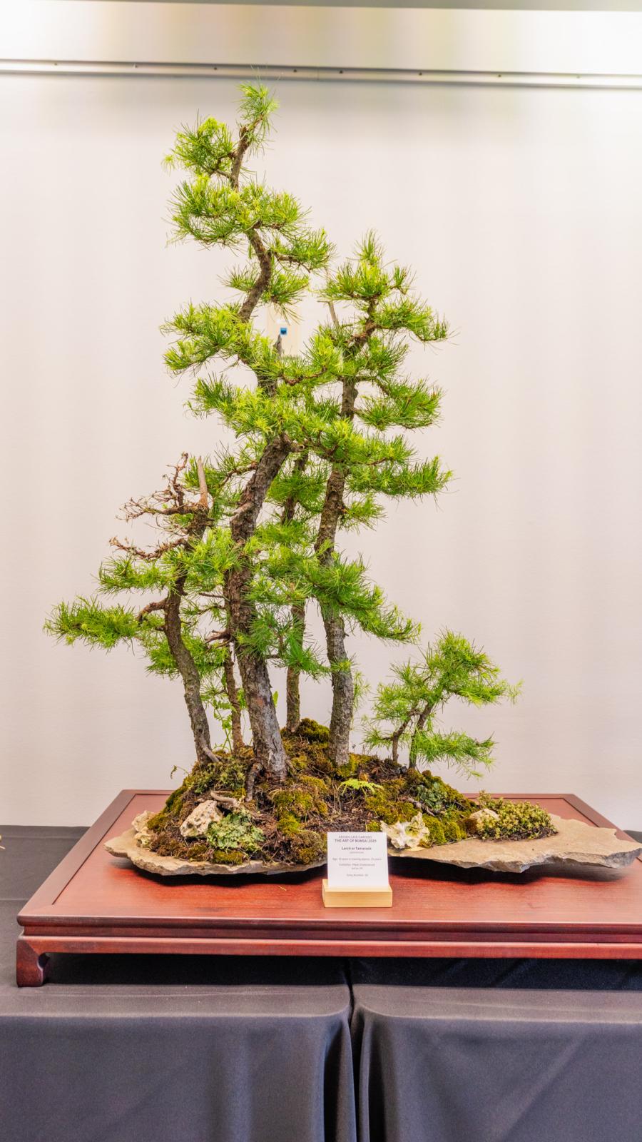3rd place Larch bonsai tree.