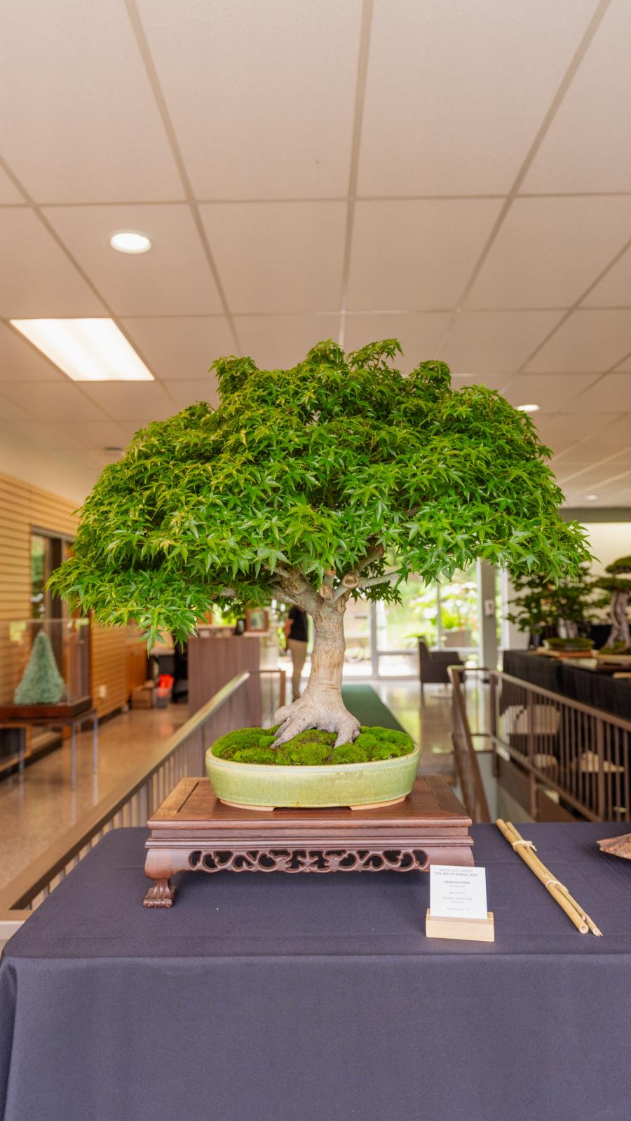 2nd place Japanese Maple bonsai tree.