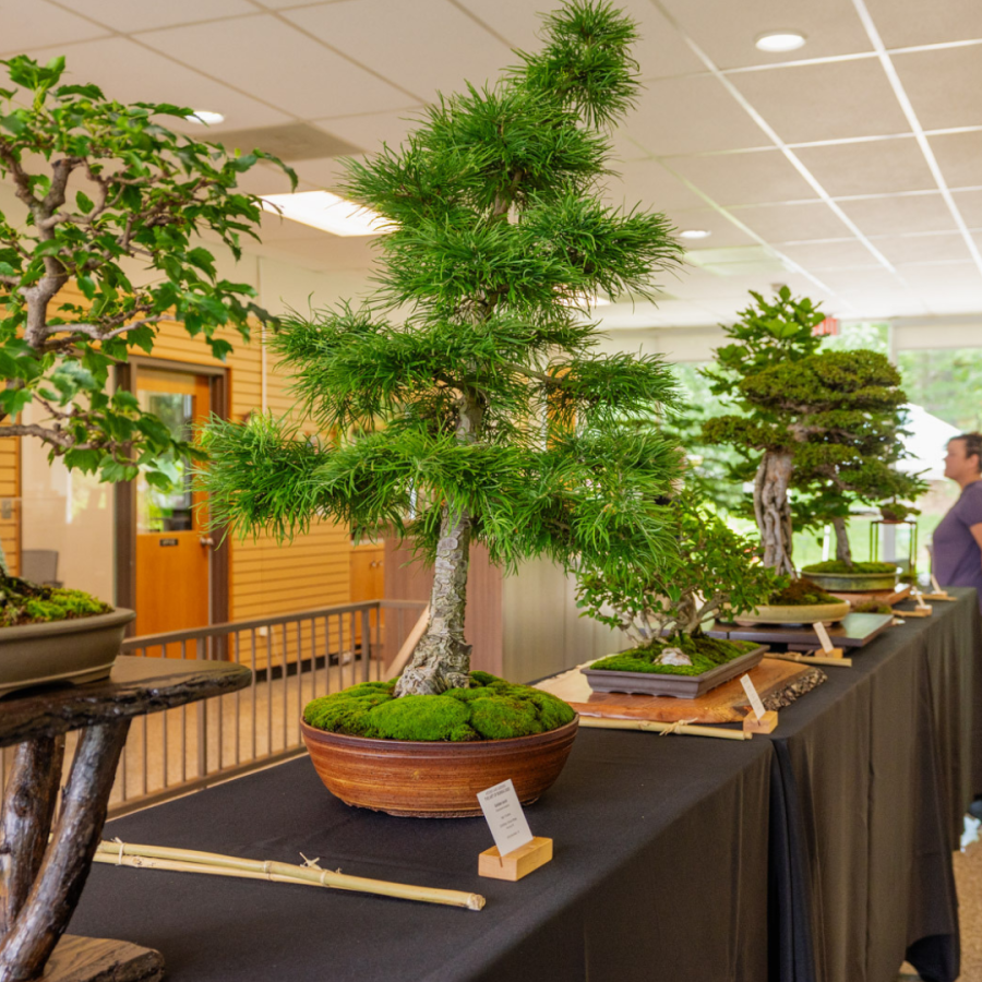 Bonsai Exhibition space.