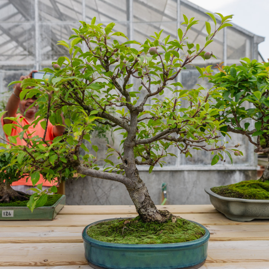 The Bonsai Courtyard at HLG.