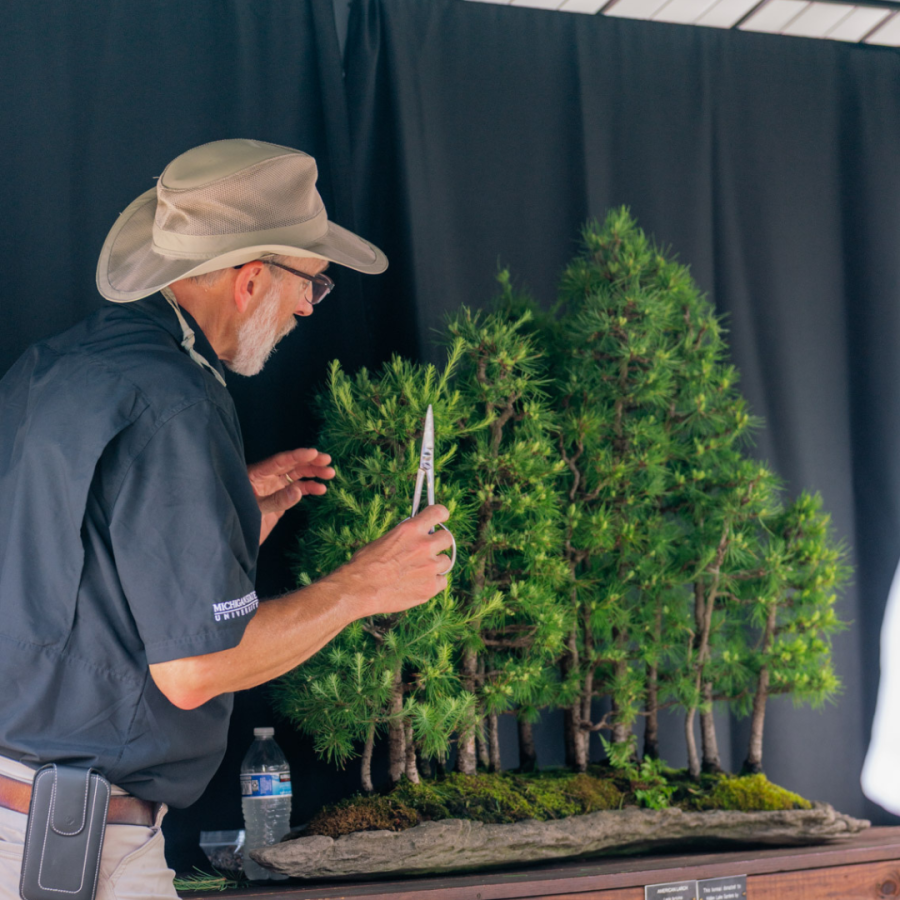 Demonstration during the Art of Bonsai.