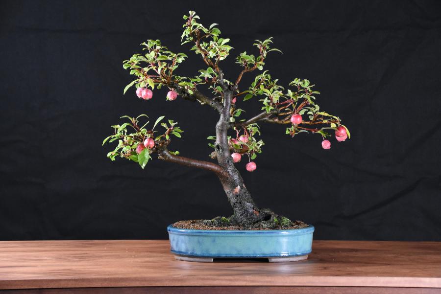 Crabapple bonsai tree in fruit.