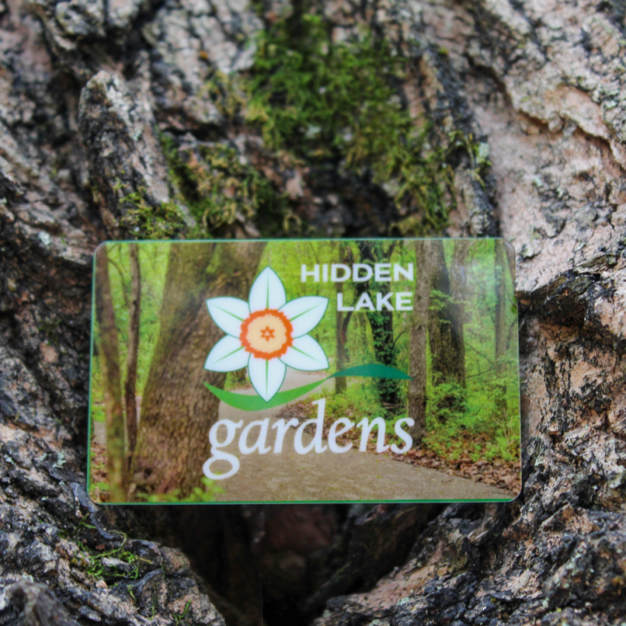 HLG Gift Card against tree bark